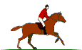 Caballo de Competicion