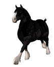 Caballo