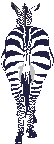 Cebra