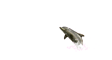 Gif de delfin