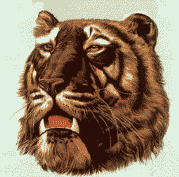 Felino