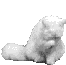 Gato Blanco