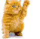 Gato Callejero