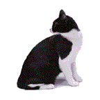 Gato blanco y negro