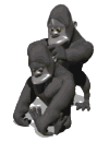 Gorilas