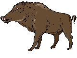 Jabali