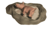 Jabali