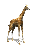 Jirafa