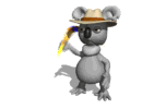 Koala