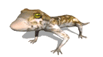 Lagarto