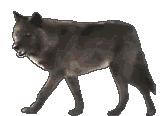 Perro Lobo