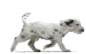 Dalmata