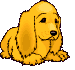 Perro