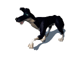 Perro