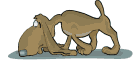 Perro