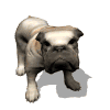 Perro