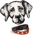 Perro