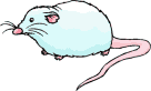Raton Blanco