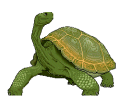 Tortuga