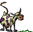 Vaca