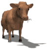 Vaca