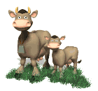 Vacas