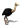 Avestruz