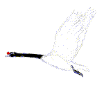 Cisne Volando