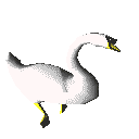 Cisne animado