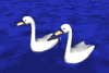Cisnes