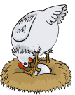 Gallina poniendo huevos