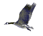 Pato en Vuelo