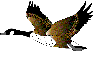 Pato Animado