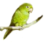 Periquito