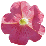 Flor Petunia