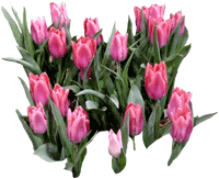 Tulipanes