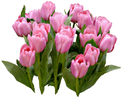 Flores Tulipanes