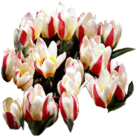 Tulipanes