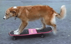 gif de perro en patinete