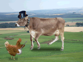 la vaca y la gallina
