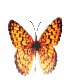 Mariposa