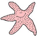 Estrella de Mar