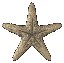 Estrella de Mar