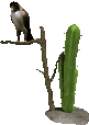 Gif de cactus del desierto