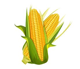 Zanahorias