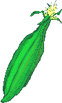 Maiz animado