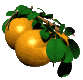 Naranjas