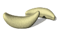 platanos