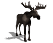 gif de alce