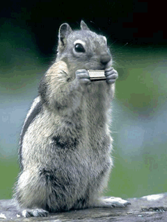 Gif de ardilla